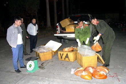 Công an TP Lào Cai bắt vụ buôn lậu hơn 500 kg trứng gà non nhập lậu qua biên giới.