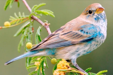 1,5 tỷ con chim được cứu tương đương với 20% số lượng chim ngày nay ở Mỹ. Ảnh: Getty Images.