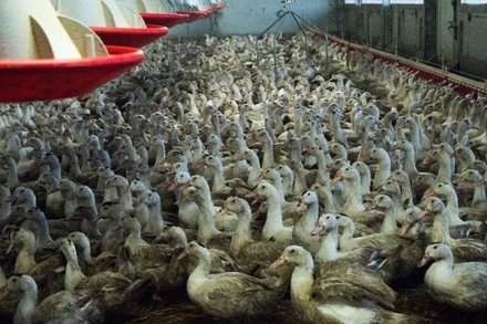 Vịt nuôi tại một trang trại. (Ảnh: LP)