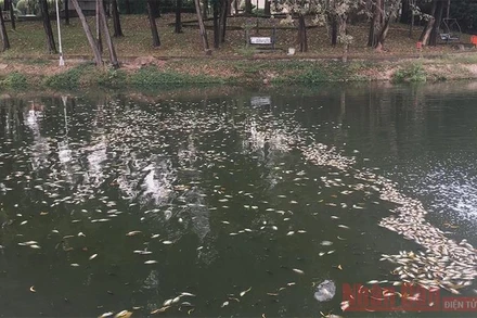 Cá chết trong hồ ở Công viên văn hóa Thanh Lễ.