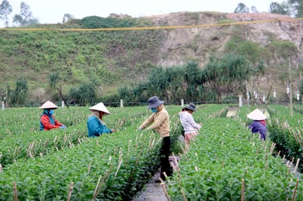 Các nhà vườn đang ngắt nụ hoa cúc.