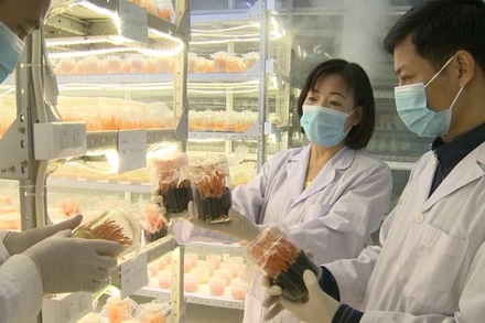 Trồng nấm ĐTHT bán tự nhiên mang lại giá trị cao cho sản phẩm .