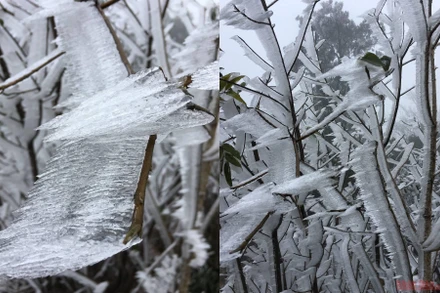 Cận cảnh băng tuyết phủ trắng rừng già Y Tý