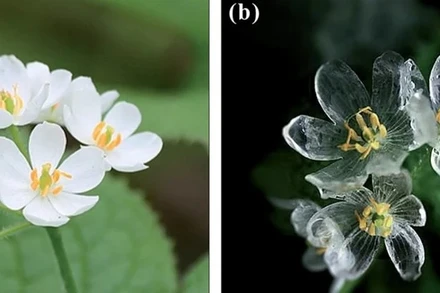 Hoa Diệp Hà Sơn lúc trời nắng ráo (trái) và khi mưa (phải). 