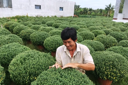 Người dân chăm sóc hoa cúc mâm xôi chuẩn bị bán Tết.