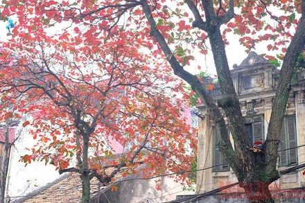 Hà Nội rực rỡ trong sắc bàng thay lá