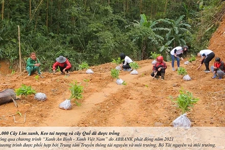 Mỗi cây bám rễ, một hy vọng bình yên