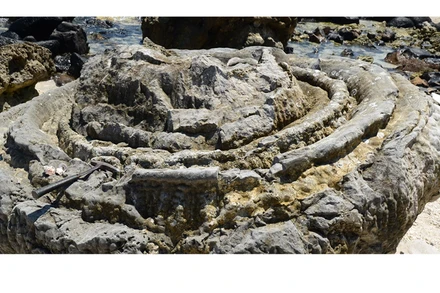 Hóa thạch san hô hình cối xay tại Công viên địa chất Lý Sơn-Sa Huỳnh (Ảnh: Công viên địa chất Lý Sơn-Sa Huỳnh)