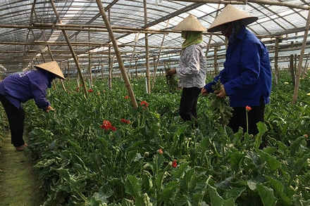 Người dân chăm sóc hoa ứng dụng những phương pháp canh tác mới ở Đan Phượng.