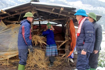 Tăng cường các biện pháp phòng, chống rét cho vật nuôi. (Ảnh minh họa)