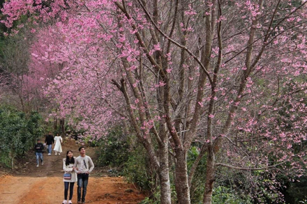 Sắc hồng giữa cao nguyên Lang Biang