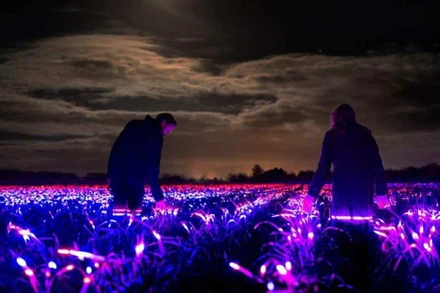 Cánh đồng ánh sáng với các tia cực tím, vừa là sắp đặt nghệ thuật, vừa hạn chế sâu bệnh. Ảnh: Reuters