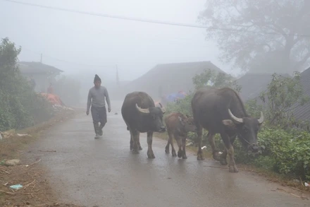 Người dân Sa Pa di chuyển trâu xuống vùng thấp tránh rét hại.