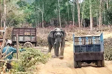 Voi rừng ra khu dân cư phá hoại tài sản ở xã Thanh Sơn, huyện Định Quán, tỉnh Đồng Nai.