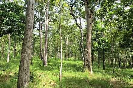 Rừng khộp Vườn Quốc gia Yok Đôn trong mùa mưa cây cỏ xanh tốt, là nguồn thức ăn dồi dào cho loài voi hoang dã.