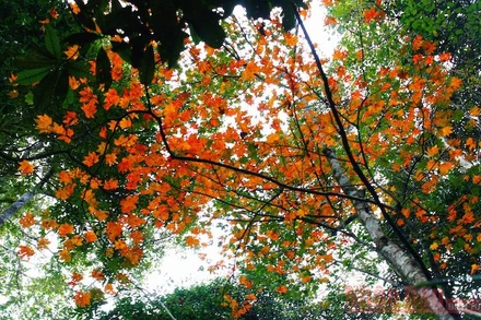 Theo dấu chân đoàn quân Tây Tiến, chinh phục đỉnh Pha Luông mùa lá phong