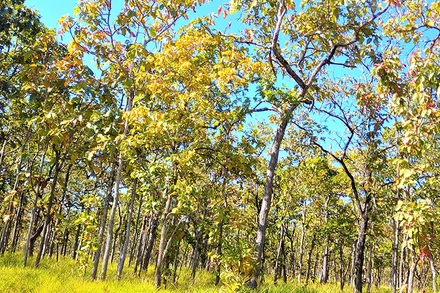 Trước khi rụng lá, lá cây rừng khộp chuyển sang sắc vàng, sắc đỏ như một mùa thu “châu Âu” thu nhỏ ở Tây Nguyên.
