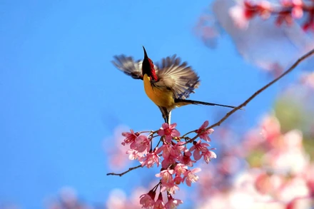 “Săn” vũ điệu xuân