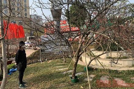 Người Hà Nội thích thú chọn đào vùng cao.