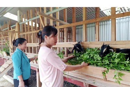 Người dân ở huyện Quỳ Hợp, Nghệ An, phát triển trang trại nuôi dê thoát nghèo (Ảnh minh họa: Thành Châu).