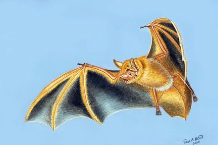 Hình minh họa của một nghệ sĩ về Myotis nimbaensis, loài dơi mới được tìm thấy ở dãy núi Nimba, Tây Phi. Ảnh: Fiona Reid.