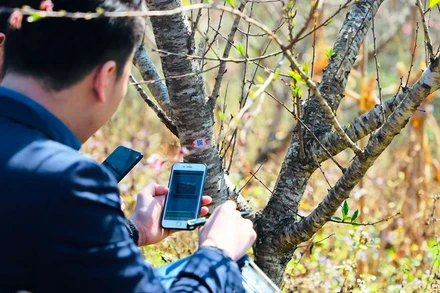 Các cán bộ kiểm tra việc dán tem truy xuất cho cây đào Sơn La.