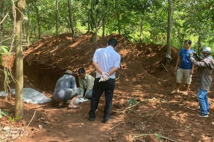 Hiện trường hố chôn 138 con lợn chết trong rẫy cao-su.