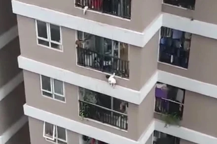 Cháu N.P.H. trèo qua lan can căn hộ chung cư. (Ảnh: Vũ Quang Sơn)