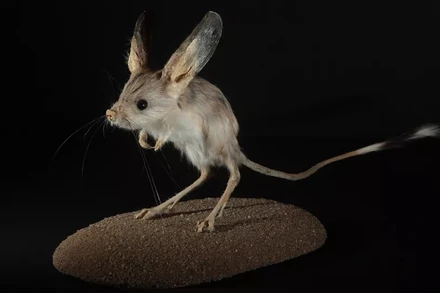 Chuột nhảy tai dài, một loài gặm nhấm sa mạc, có đôi tai lớn nhất so với kích thước cơ thể của nó. Ảnh: Getty Images.