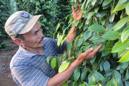 Người nông dân ở Đắk Lắk phấn khởi vì giá tiêu tăng cao.