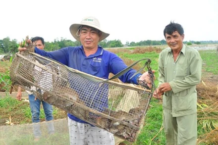 Nông dân miền tây bắt chuột, bảo vệ lúa. (Ảnh: Hòa Hội)