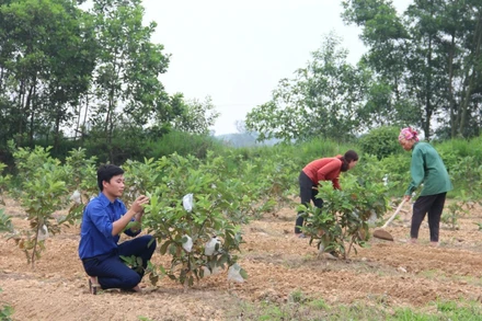 Mô hình trang trạng tổng hợp cho thu nhập hàng trăm triệu đồng/năm của đoàn viên Lê Sỹ Thuật. 