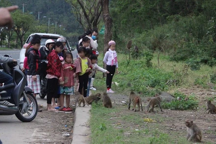 Thói quen cho khỉ ăn của người dân gây ảnh hưởng đến tập quán của khỉ.