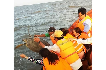 Thả cá thể rùa biển về môi trường tự nhiên tại vùng biển An Thủy, huyện Ba Tri.