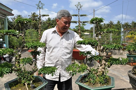 Cặp kiểng được uốn theo phong cách cổ đã được nghệ nhân Lê Văn Hạnh, xã Thạnh Nhựt (huyện Gò Công Tây) hoàn chỉnh.