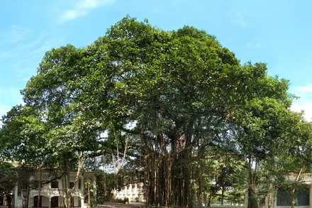 Cây Đa cổ thụ tại Tòa soạn Báo Nhân Dân, 71 Hàng Trống (Hoàn Kiếm, Hà Nội), "chứng nhân" của nhiều thế hệ làm báo trưởng thành...