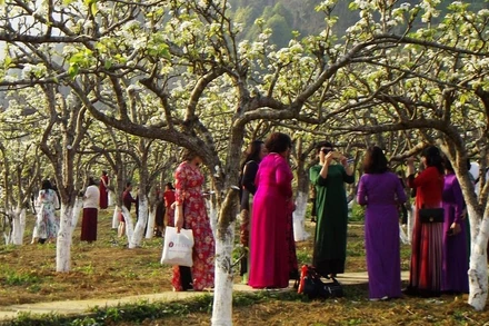 Du khách nữ đổ về ngắm hoa lê trắng Bắc Hà dịp 8-3.