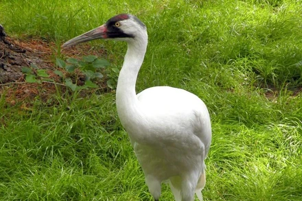 Loài sếu quý hiếm whooping crane. Ảnh: Pixabay.
