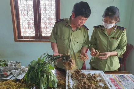 Đội Quản lý thị trường số 2 (Cục Quản lý thị trường tỉnh Kon Tum) đang kiểm đếm tang vật.