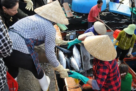 Công việc của những người phụ nữ mưu sinh nơi cảng cá Cửa Sót.