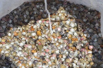 Ốc gạo bé tí, màu sắc sặc sỡ là sản vật mà biển khơi ban tặng.