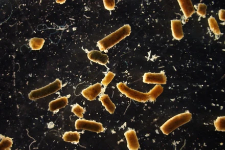 Phân cá được chụp ngoài khơi California, Mỹ. Ảnh: Grace Saba.