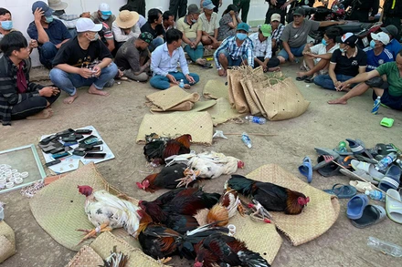 Các đối tượng và dụng cụ tham gia đá gà ăn tiền.