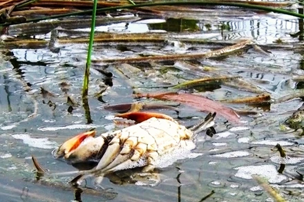 Cua chết cặp vào mé bờ vuông tôm của nông dân miệt rừng huyện Ngọc Hiển, tỉnh Cà Mau. 