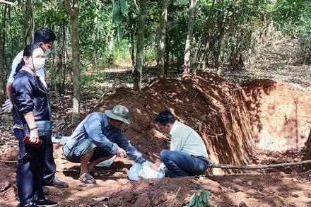 Hiện trường khu vực chôn lấp 138 con lợn trong rẫy cao-su.