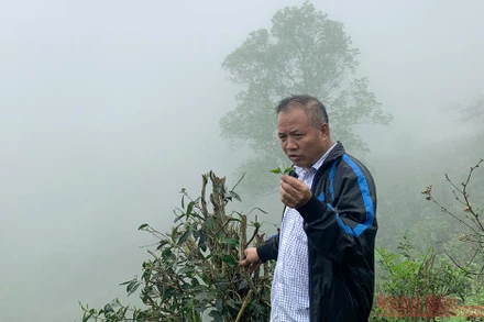 Ông Đặng Ngọc Phố - Chủ nhiệm HTX Sơn Trà.