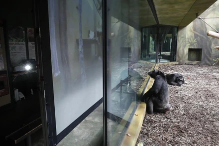 Một con tinh tinh xem màn hình đặt bao quanh khu vực ở Công viên Safari ở Dvur Kralove, Cộng hòa Séc vào ngày 15-3. Ảnh: AP.