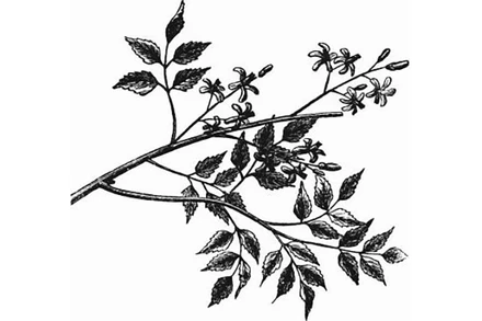 Uống rượu ngày xuân