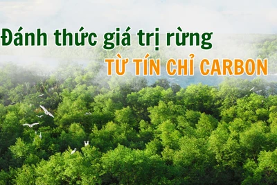 Đánh thức giá trị rừng từ tín chỉ carbon