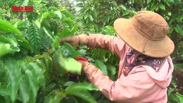 [Video] Gia Lai hoàn thiện “hộ chiếu” nông sản để chinh phục thị trường Trung Quốc